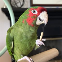 My Dragon, my bird, my love... My Elliott My Dragon, my bird, my love... My Elliott