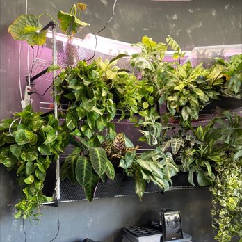 Monstera Boba Cafe - Plants - Bubble Tea Near Me - Tujunga, California Monstera Boba Cafe - Plants - Bubble Tea Near Me - Tujunga, California