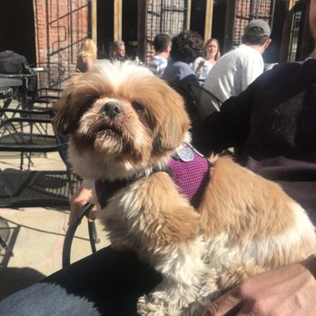 Squeaky Clean Dog Grooming - Before - Pet Groomers Near Me - New York, New York