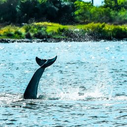 Dolphin tail! Dolphin tail!