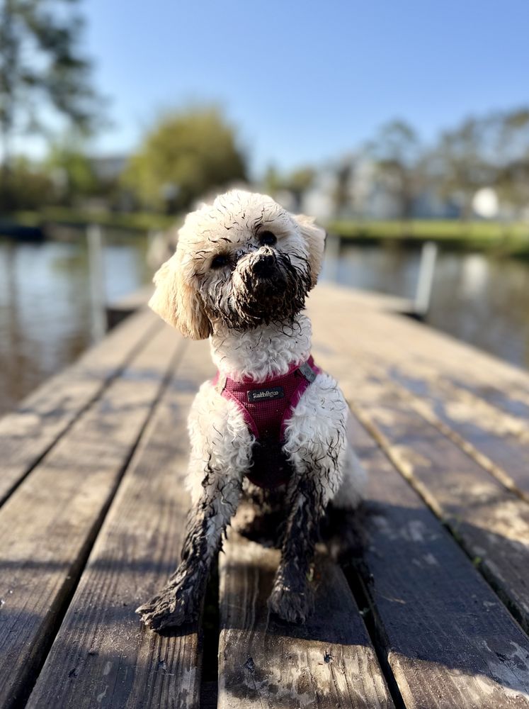 Doglando Image