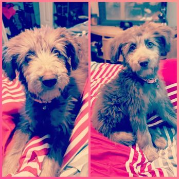 Perky Poodle - Pet Groomers Near Me - Dallas, Texas