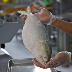 Foodland International - Fresh fish at Foodland International!