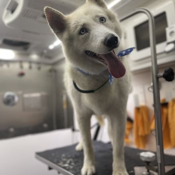 Very Important Puppy - Pet Groomers Near Me Very Important Puppy - Pet Groomers Near Me