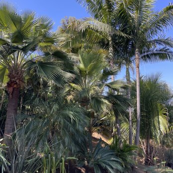 Discovery Island Palms - This place blew me away. - Landscaping Near Me - San Marcos, California
