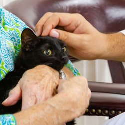 temple emergency vet