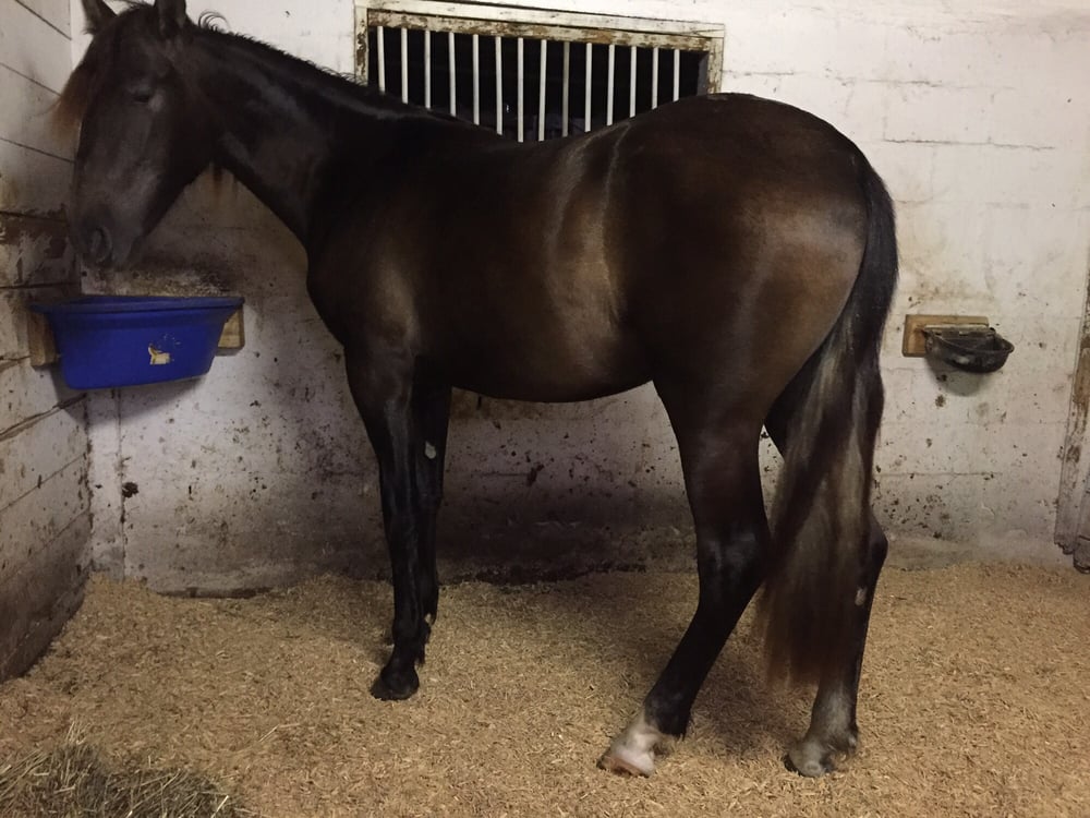 Jerry Dale Equestrian Center - equestrian in Miami, FL