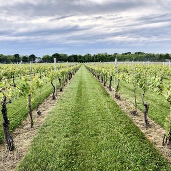 Channing Daughters Winery - Wineries Near Me - Bridgehampton, New York