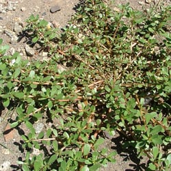 Snyder's Weed Control