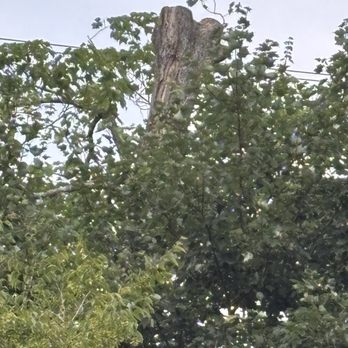 Audel Jimenez Tree Service - I didn't think about taking a picture before, but this is the best after. - Tree Services Near Me Audel Jimenez Tree Service - I didn't think about taking a picture before, but this is the best after. - Tree Services Near Me