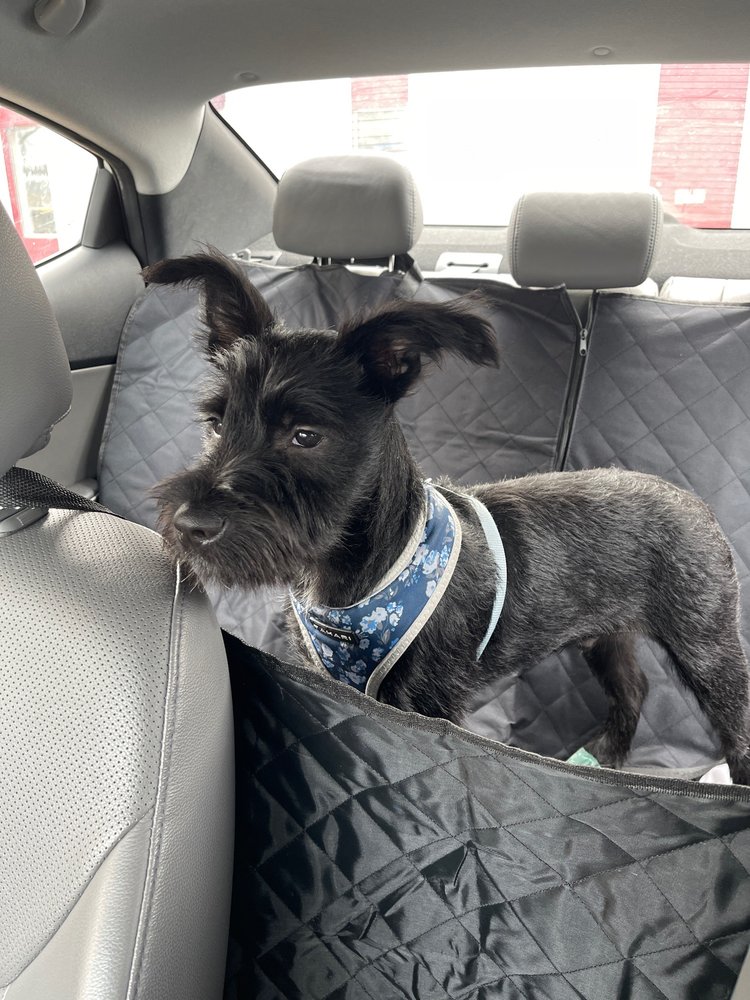 GROOMING AVENUE PET SALON Updated September 2024 5901 Omaha Ave N