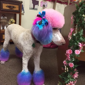 Dawn's Pet Palace - Pet Groomers Near Me - Carmichael, California Dawn's Pet Palace - Pet Groomers Near Me - Carmichael, California
