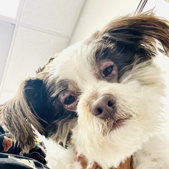 Veterinary Eye Clinic - Veterinarians Near Me - Alhambra, California Veterinary Eye Clinic - Veterinarians Near Me - Alhambra, California