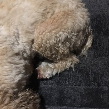 Avenue Pet Salon - More uncut and shaved hair. - Pet Groomers Near Me - Burlingame, California