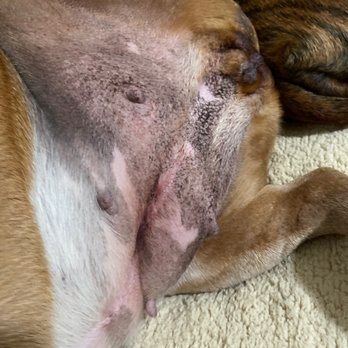 Pet Bath & Beyond - Can see there's still dirt on her under belly! - Pet Groomers Near Me - San Antonio, Texas