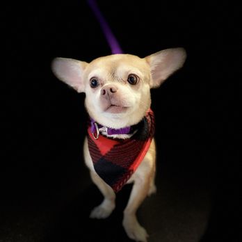 K9 feline An'archy - Pet Groomers Near Me - Chicago, Illinois K9 feline An'archy - Pet Groomers Near Me - Chicago, Illinois