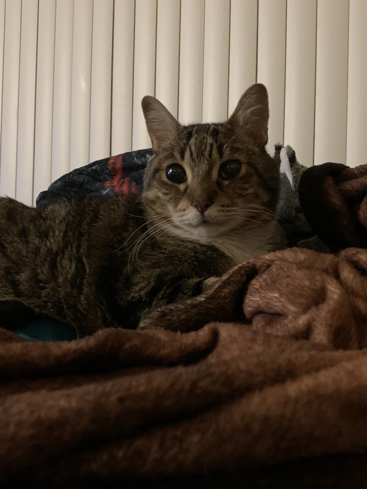 ABBY’S DOG & CAT SPA Updated September 2024 19 Reviews 3507 Tully