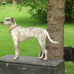 A Better Dog 4U - Teaching "Place" w/ "Stay"
