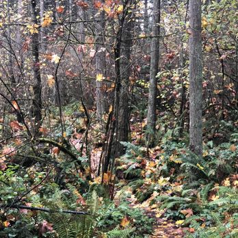 Swan Creek County Park - More fall colors - Parks Near Me - Tacoma, Washington Swan Creek County Park - More fall colors - Parks Near Me - Tacoma, Washington