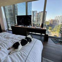 Kimpton Shane Hotel - Theodore enjoying the comfy bed