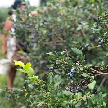 Bumbleberry Acres - Blueberry fields - Petting Zoos Near Me - South Haven, Michigan