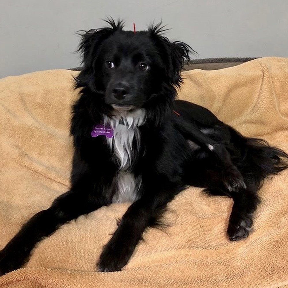 Camp Cocker Rescue - Scout getting acupuncture - Animal Shelters Near Me - Los Angeles, California Camp Cocker Rescue - Scout getting acupuncture - Animal Shelters Near Me - Los Angeles, California