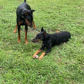 Preferred Pet Care - Pet Boarding Near Me - St. Augustine, Florida Preferred Pet Care - Pet Boarding Near Me - St. Augustine, Florida
