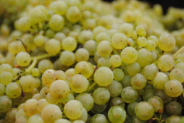 Red Tail Ridge Winery by null