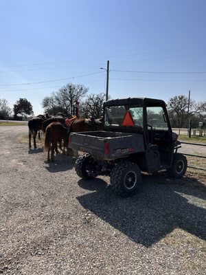 Red Wagon BBQ by null