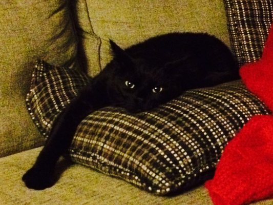 all about cats clinic