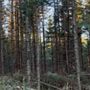 Photo of Forêtsaine