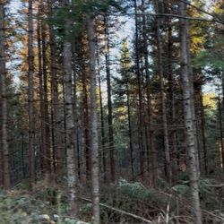 Forêtsaine