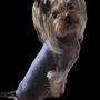 Suni Daze Pet Grooming