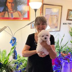Trinity Church - Minnie Sue and MaltiPoo Puppy