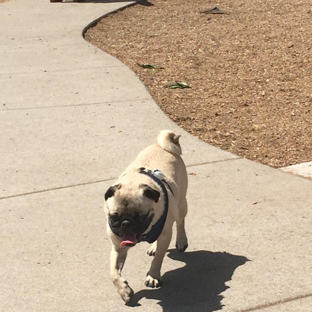 Ash Avenue Dog Park - Pugsly enjoying himself. - Dog Parks Near Me - Tigard, Oregon Ash Avenue Dog Park - Pugsly enjoying himself. - Dog Parks Near Me - Tigard, Oregon