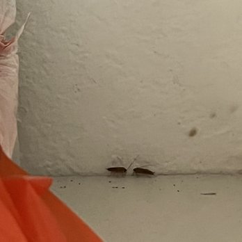 Hawaiian Monarch - Cockroaches - Homeowner Association Near Me - Honolulu, Hawaii Hawaiian Monarch - Cockroaches - Homeowner Association Near Me - Honolulu, Hawaii