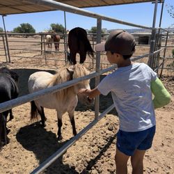 Harmony and Horses