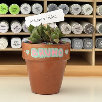 Once Again Hawaii - Cute succulent with tag saying, "Malama Aina," and name tag, "Bruno." - Nurseries & Gardening Near Me - Waimanalo, Hawaii Once Again Hawaii - Cute succulent with tag saying, "Malama Aina," and name tag, "Bruno." - Nurseries & Gardening Near Me - Waimanalo, Hawaii