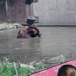 Grizzly! Grizzly!