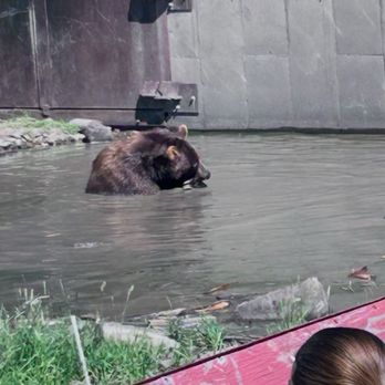 Montana Grizzly Encounter - Grizzly! - Amusement Parks Near Me - Bozeman, Montana Montana Grizzly Encounter - Grizzly! - Amusement Parks Near Me - Bozeman, Montana