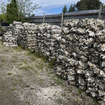 Jandy Oyster - A wall of oyster shells - Seafood Markets Near Me - Tillamook, Oregon