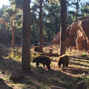 Bearizona - Baby bears - Zoos Near Me - Williams, Arizona Bearizona - Baby bears - Zoos Near Me - Williams, Arizona
