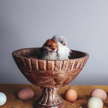 Backyard Chickies - Nap time - Pet Stores Near Me