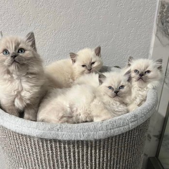 5280 Ragdolls - Pet Breeders Near Me 5280 Ragdolls - Pet Breeders Near Me