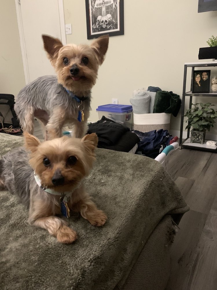 BARKANSAS PET GROOMING Updated September 2024 7509 Cantrell Rd, Little Rock, Arkansas Pet