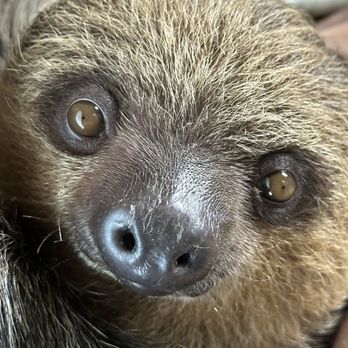 Ocoee Riverside Farm - Sloth Cuddling - Venues & Event Spaces Near Me - Benton, Tennessee