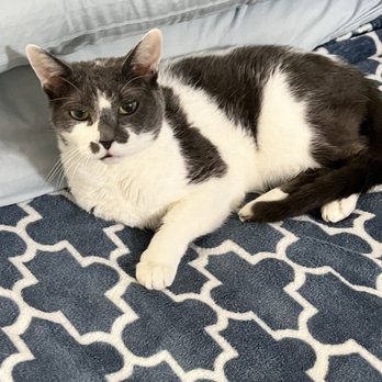 Mid-Cities Animal Urgent Care - We love you forever, Chaz - Veterinarians Near Me - Euless, Texas Mid-Cities Animal Urgent Care - We love you forever, Chaz - Veterinarians Near Me - Euless, Texas