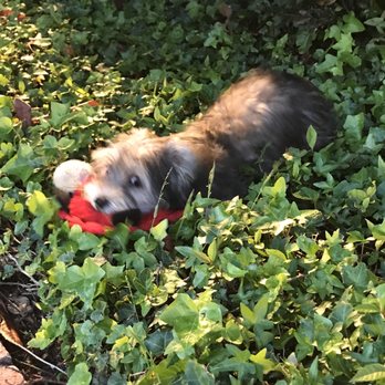 Bark Collective - Enzo - Dog Walkers Near Me - Costa Mesa, California Bark Collective - Enzo - Dog Walkers Near Me - Costa Mesa, California