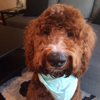 Pet Star Salon - My Goldendoodle pup! - Pet Groomers Near Me - Fairfax, Virginia Pet Star Salon - My Goldendoodle pup! - Pet Groomers Near Me - Fairfax, Virginia