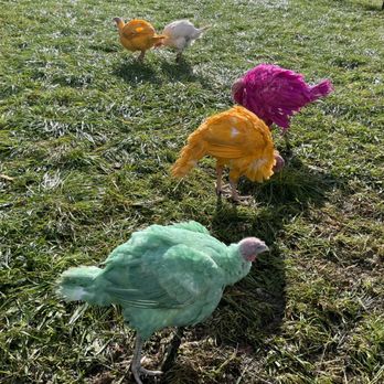 Gozzi's Turkey Farms - Gozzi's Famous "Colored Turkeys" - Farms Near Me - Guilford, Connecticut